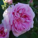 691_ispahan_3_125.jpg