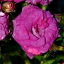 693_super_dorothy_2_125.jpg