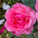 696_tom_tom_3_125.jpg