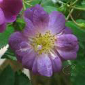 697_veilchenblau_2_125.jpg