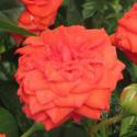 ORANGE JUWEL (Орандж Джевел)