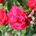 6_santana_2_125.jpg