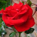 6_santana_3_125.jpg