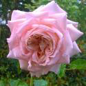 Amazing Grace