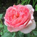 Boscobel