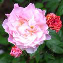 Cornelia