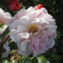 708_cornelia_2_125.jpg