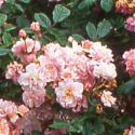 708_cornelia_3_125.jpg