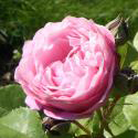 709_chantal_merieux_2_125.jpg