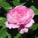 709_chantal_merieux_3_125.jpg