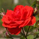 715_trumpeter_2_125.jpg
