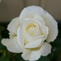 Silver Anniversary