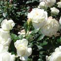 720_silver_anniversary_3_708.jpg