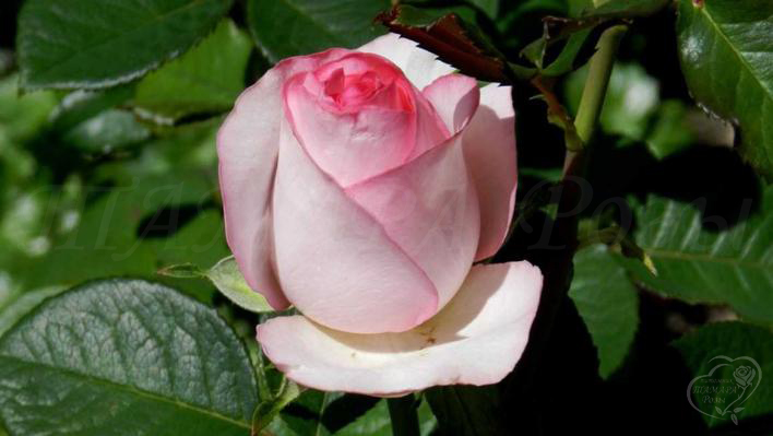 723_dolce_vita_1_708.jpg