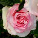 723_dolce_vita_2_125.jpg