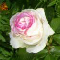 723_dolce_vita_3_125.jpg