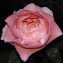 727_amandine_chanel_2_125.jpg