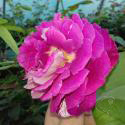 Belle de Segosa