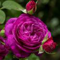 HEIDI KLUM ROSE (Хайди Клум)