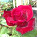 730_extase_2_125.jpg