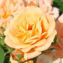 73_clementine_3_125.jpg