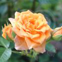 73_clementine_3_1251.jpg