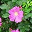 742_3_125.jpg