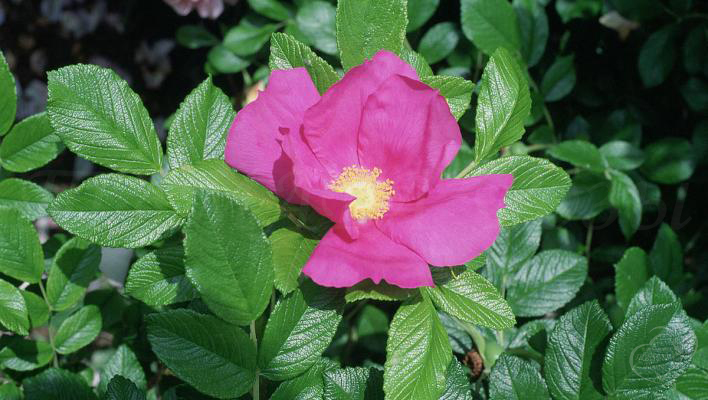 742_scabrosa_1_708.jpg