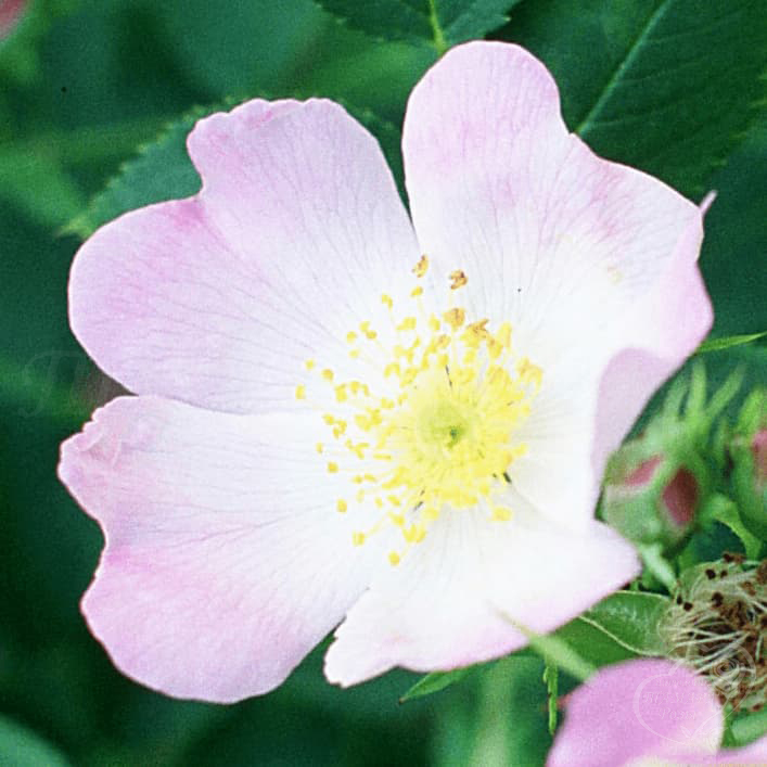 743_rosa_blanda_1_125.jpg