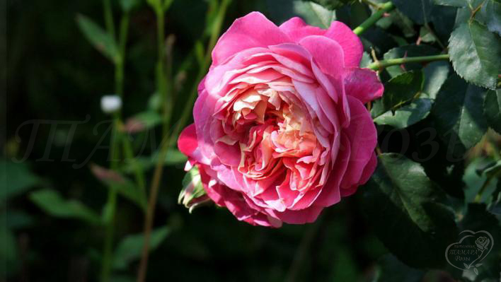 750_centenaire_de_lhaylesroses_1_708.jpg