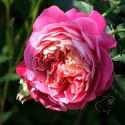 Centenaire de l'Hay-les-roses