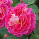 755_belle_de_segosa_1_1251.jpg