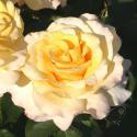 756_2_125.jpg