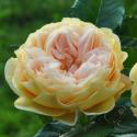 Golden Zest