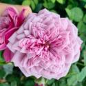 Durance Ancian Rosa