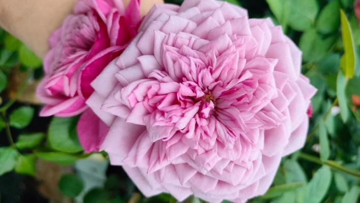 768_durance_ancian_rosa__1_708.jpg