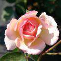 Madame Paule Massad