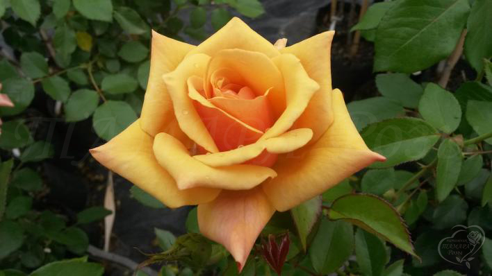 772_belle_epoque_1_708.jpg