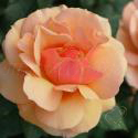 772_belle_epoque_3_125.jpg