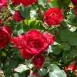 780_3_125.jpg