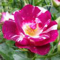 Purple Splash