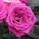 78_lovely_lydia_1_125.jpg
