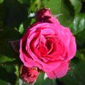 78_lovely_lydia_3_125.jpg