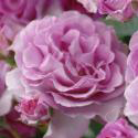 Lavande Parfumee