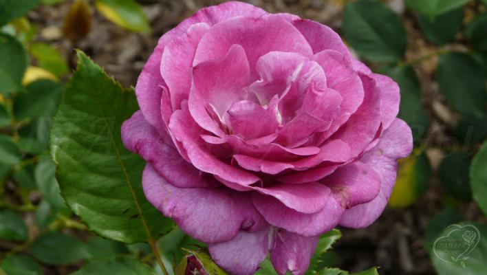 794_violette_parfumee_1_708.jpg