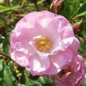 Heavenly Pink