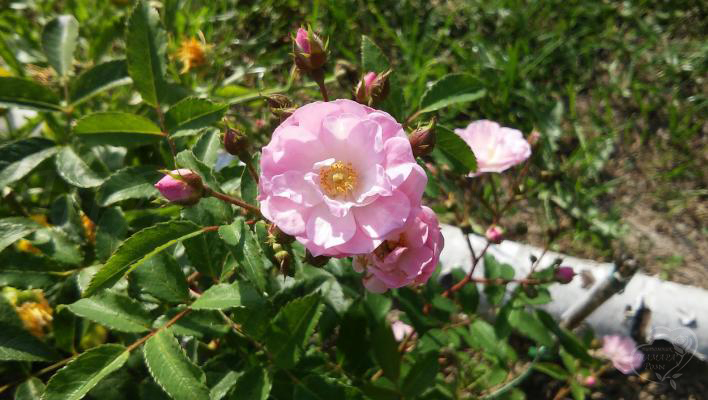 799_heavenly_pink_1_708.jpg