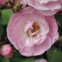 799_heavenly_pink_2_125.jpg