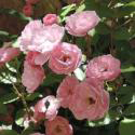 799_heavenly_pink_3_125.jpg