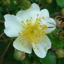 Rosa multiflora